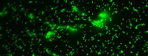 Environmental Microbiology in the Hausner Lab .
